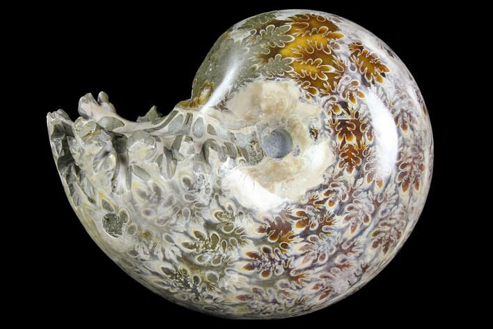 Polished, Agatized Ammonite (Phylloceras?) - Madagascar #149202